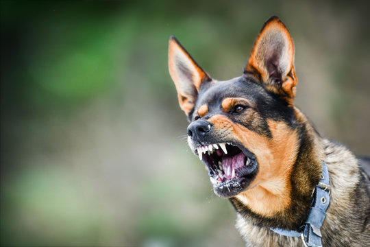 Aggressive dog snarling and baring its teeth outdoors